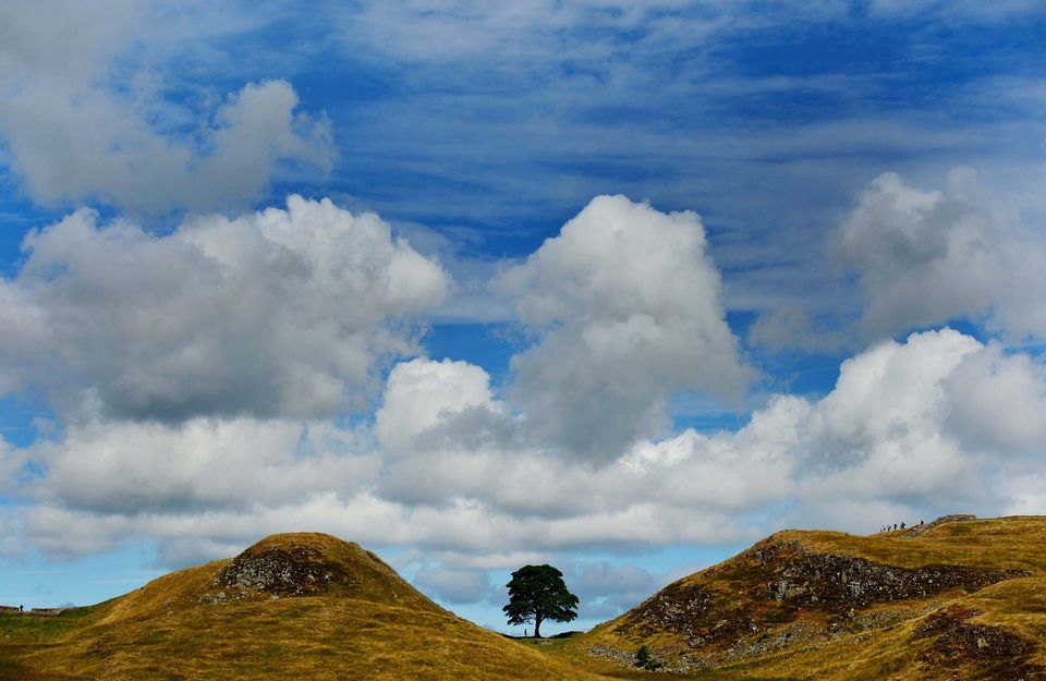 The eponymous tree could be found at Sycamore Gap at Hadrian’s Wall (Owen Humphreys/PA)