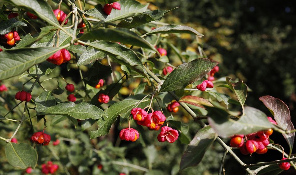 Euonymus europaeus