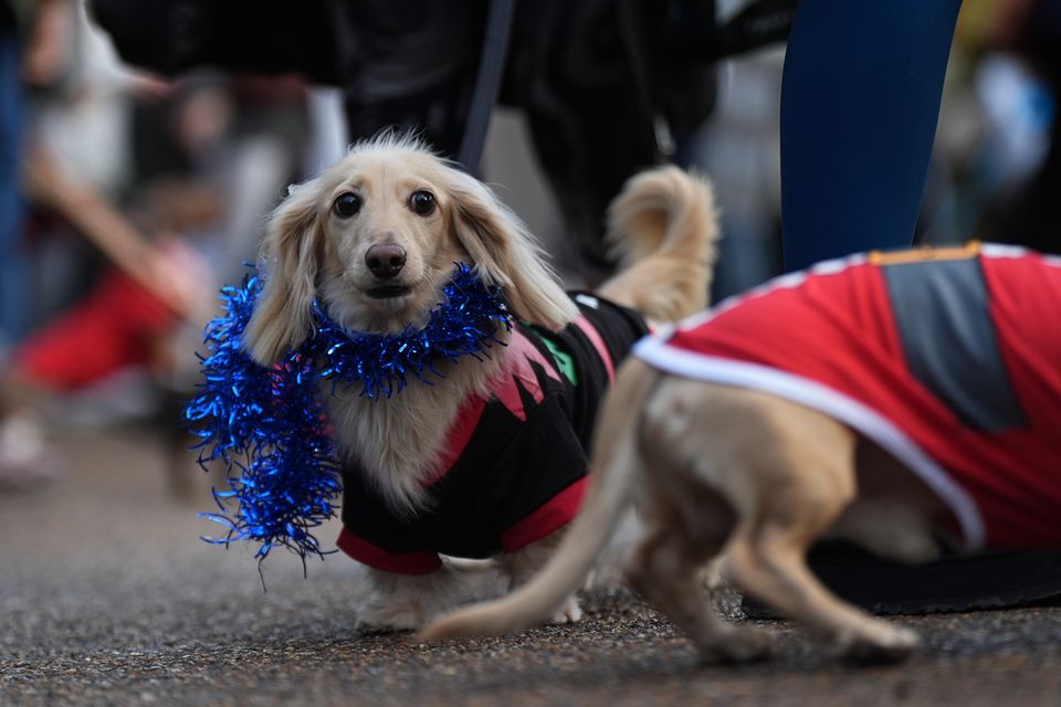 This sausage dog was styled in blue tinsel (Aaron Chown/PA)