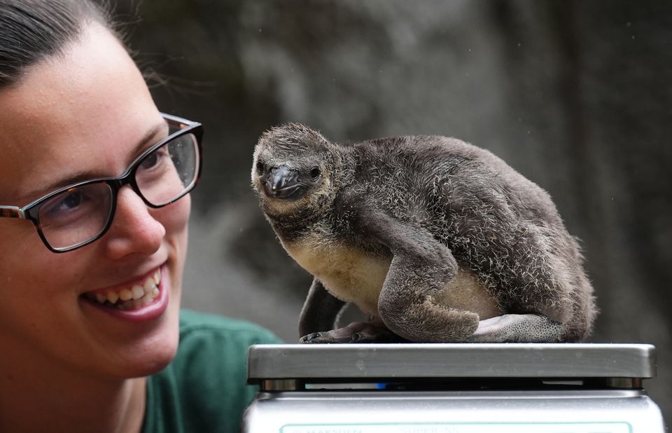 Rossco was born to parents Sheldon and Freckles (Andrew Milligan/PA)