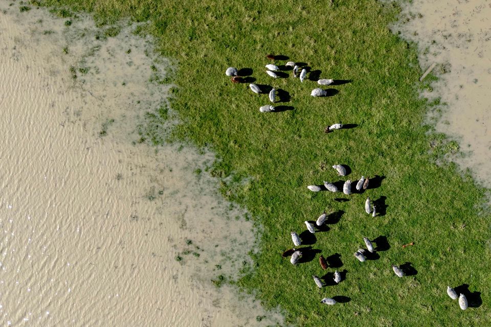 Livestock graze on a patch of field not flooded by the swollen Eel River in Ferndale, California (Stephen Lam/San Francisco Chronicle via AP)