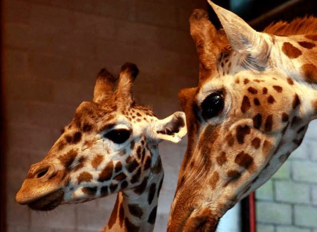 Three New Giraffes For Belfast Zoo | BelfastTelegraph.co.uk