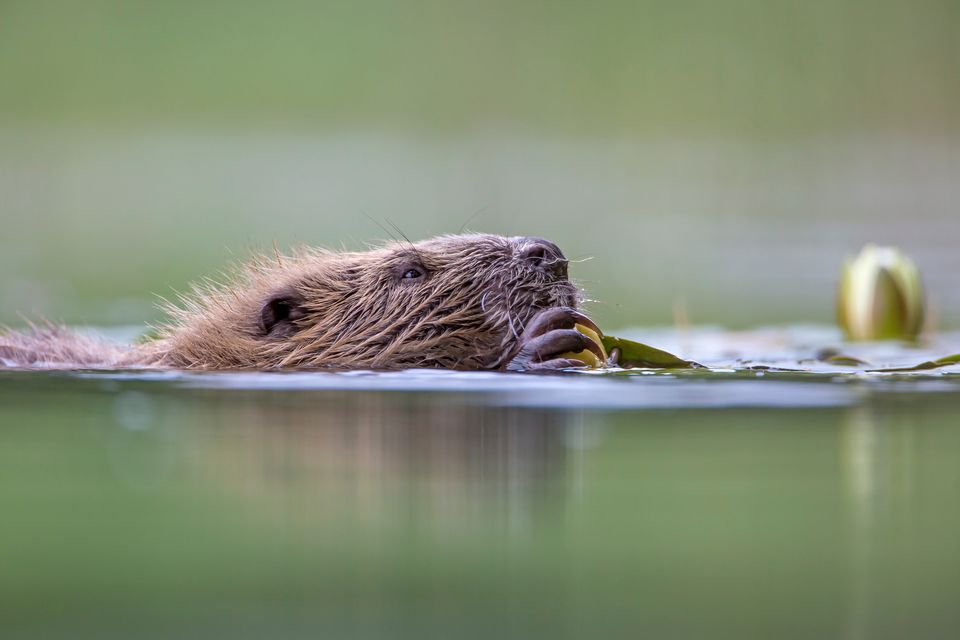 The proposals include ministers championing the expansion of Scotland’s beaver population (Philip Price/PA)