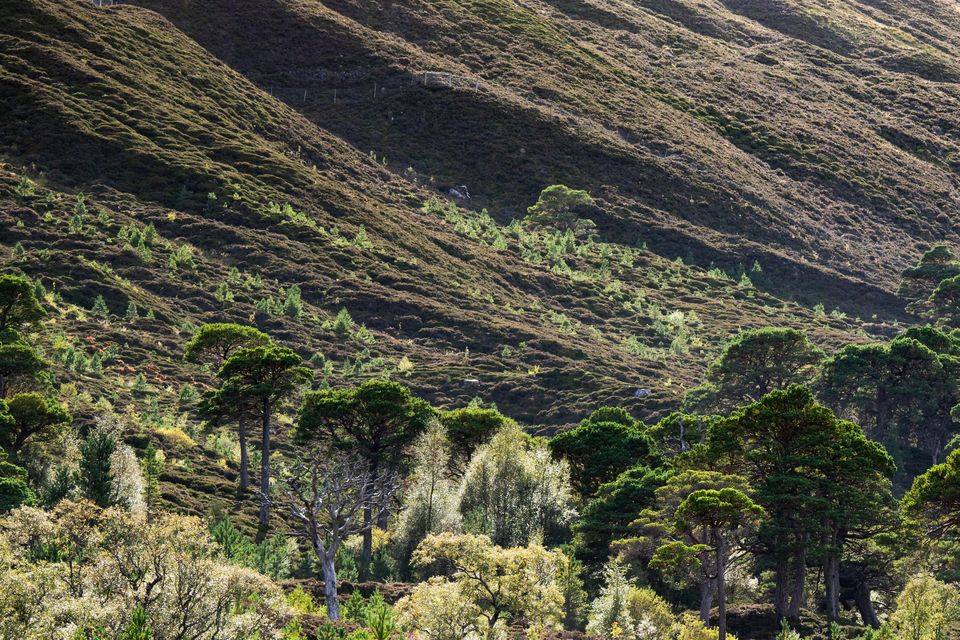 Tree planting and deer culling at Alladale in Sutherland over the last 21 years has transformed the rugged landscape (HEIF/European Nature Trust/Gethin Chamberlain/PA)