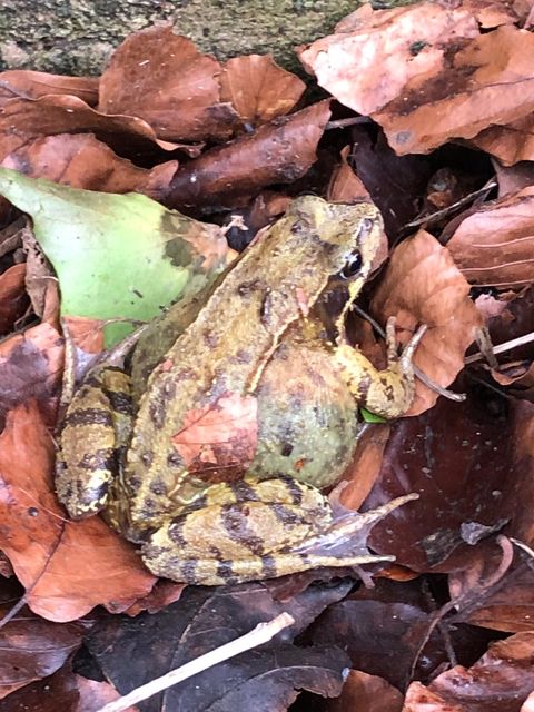 One of the female frogs helped during last year’s Charlcombe Toad Rescue (Charlcombe Toad Rescue/PA)