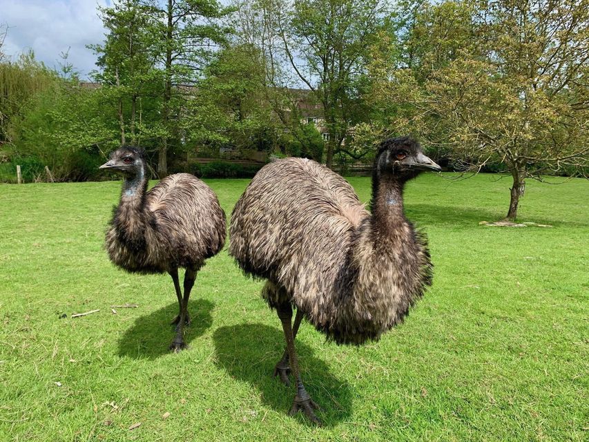 Irwin, pictured left, with his partner Sydney (Malmesbury Animal Sanctuary/PA)