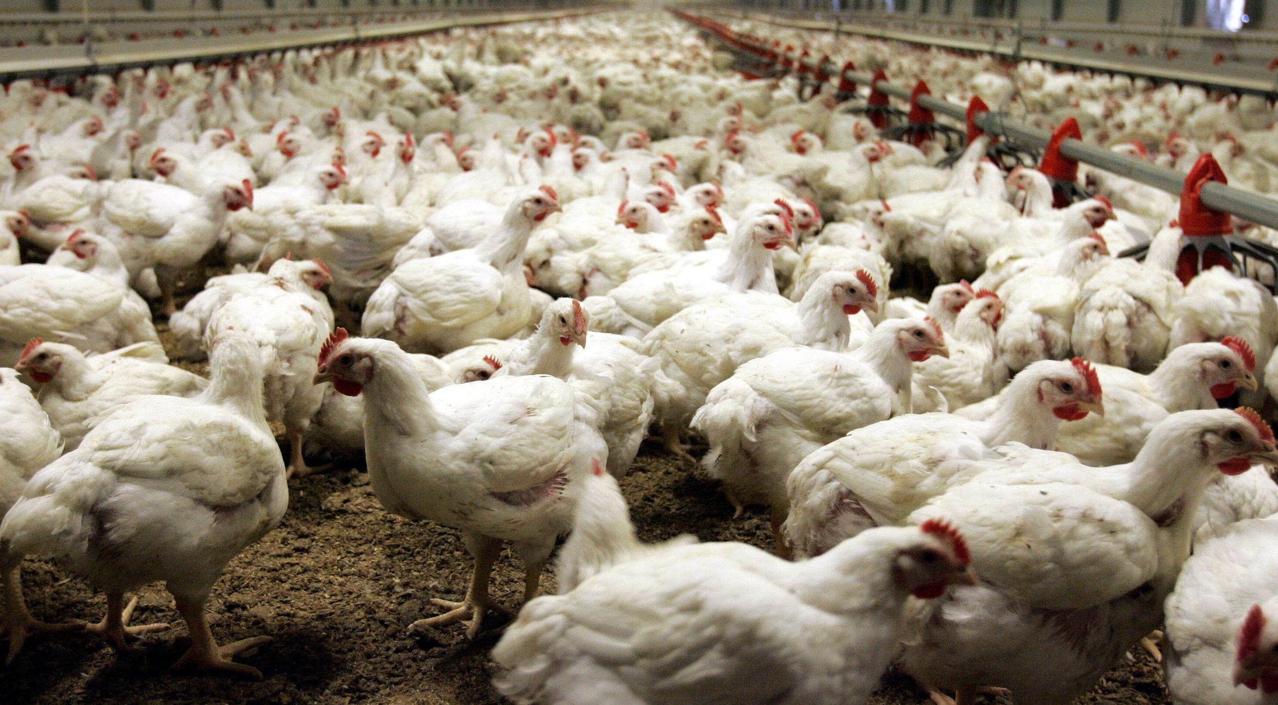 NI poultry farmers falsified documents' in planning cases | BelfastTelegraph.co.uk