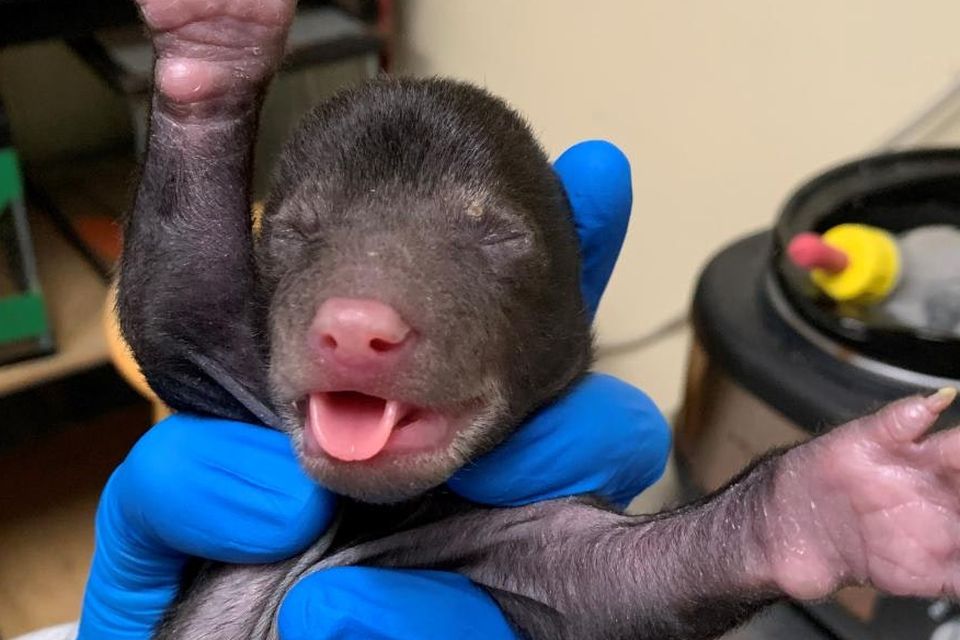 The cub was thought to be around three-weeks-old when a pet dog tuned up at its owner’s house with the baby animal in its mouth (The Wildlife Centre of Virginia/PA)