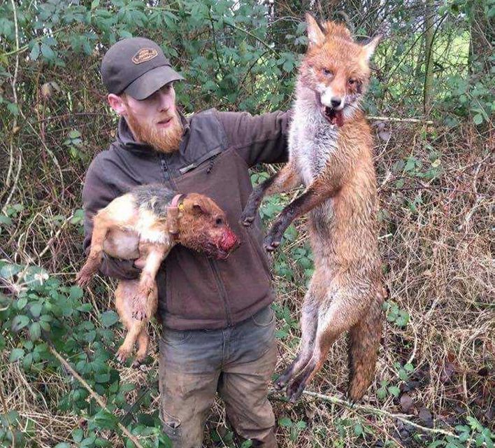 Fox hunting best sale with lurchers