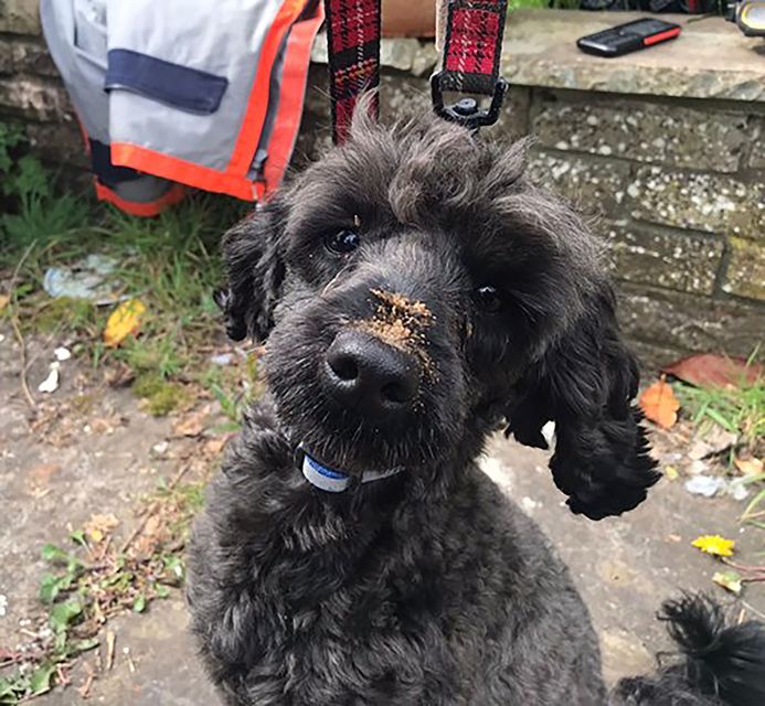 Cheeky poodle Jock was rescued, safe and well, from beneath a house where he had become stuck (Mid and West Wales Fire and Rescue Service/PA)