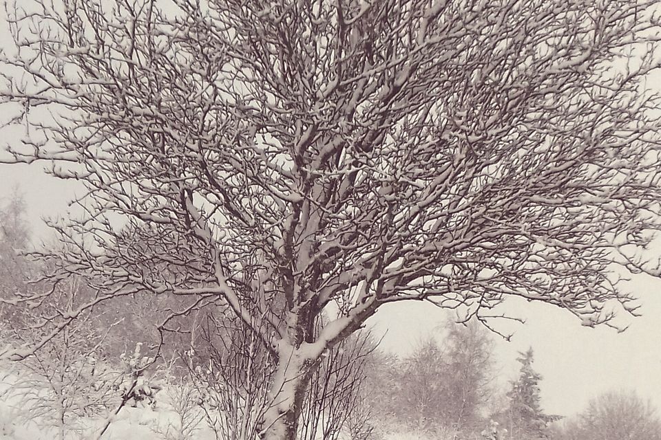 A snowy morning walk in Knockbracken. Pic: Lindsay Abraham