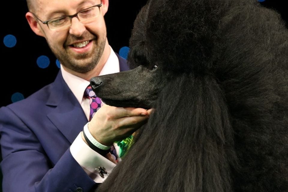 Crufts best in show hot sale 2014