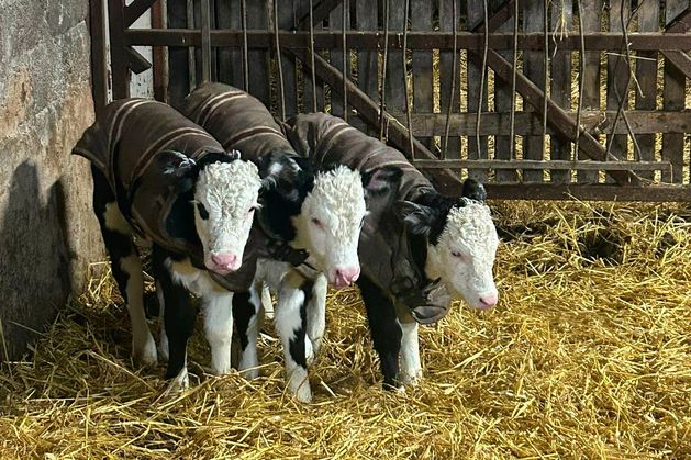 Udder disbelief in Tyrone as cow gives birth to one-in-100,000-chance triplets: ‘It never happens’