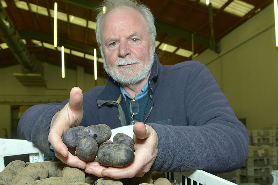 Purple Magic potato developed in Northern Ireland reaches finals of INVENT  2016 