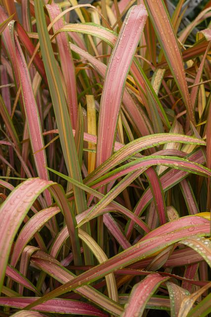 Phormium 