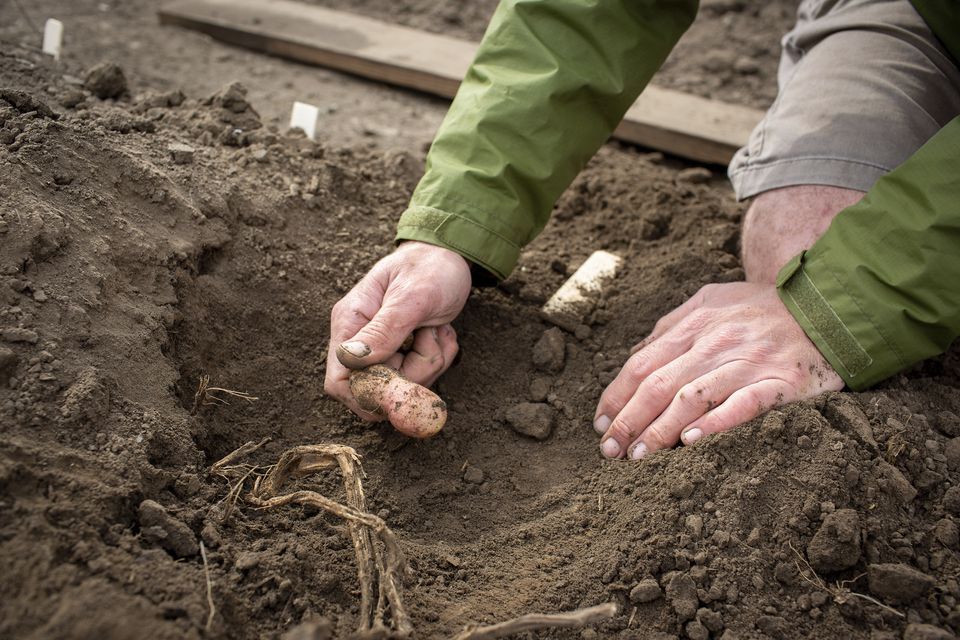 Field Trials Manager David Drag harvests potatoes engineered to photosynthesise more efficiently (Claire Benjamin/ripe project/PA)