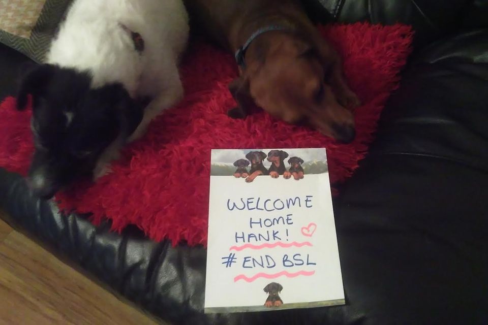 Welcome home Hank: Your messages for hero dog's return [Photos]