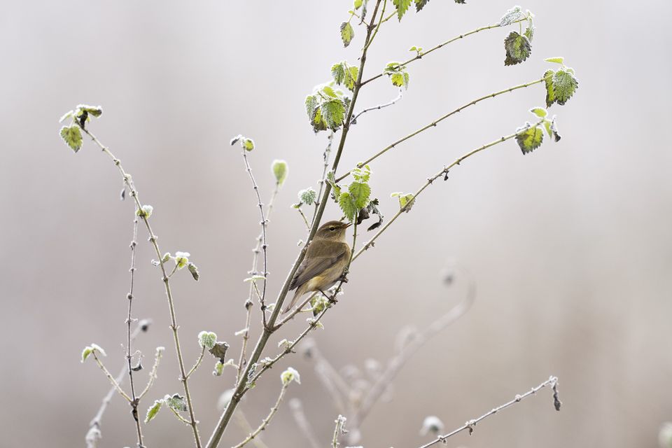 A chiffchaff braces the chilly conditions in Morden Hall Park (Ben Whitley/PA)