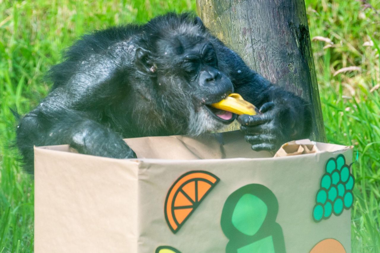 UK's Paignton Zoo bans monkeys from eating bananas for health