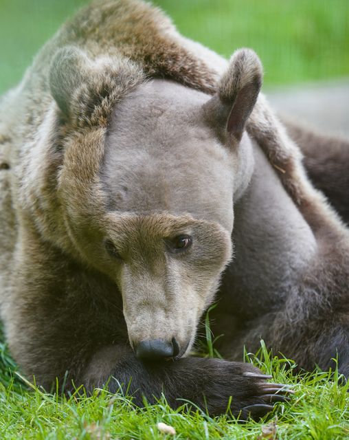 Two-year-old brown bear Boki in his enclosure at the Wildwood Trust in Canterbury, Kent (Gareth Fuller/PA)