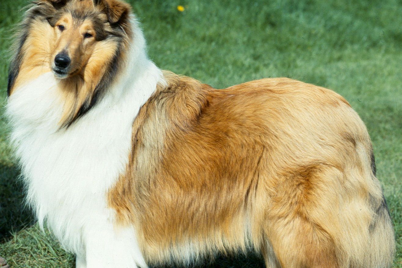 Numbers of movie legend's collie breed plummet to record low