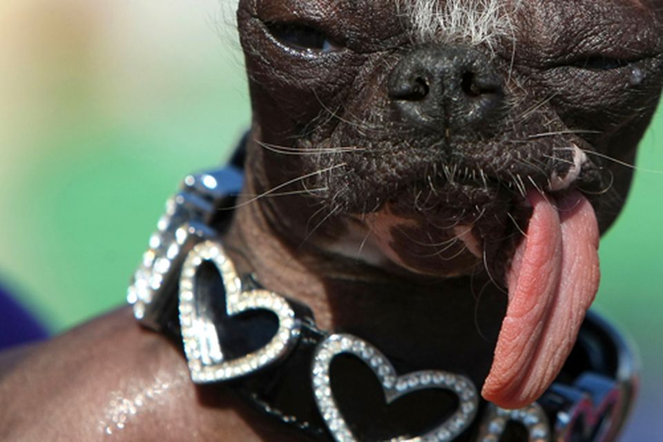 Ugliest dog hot sale chihuahua