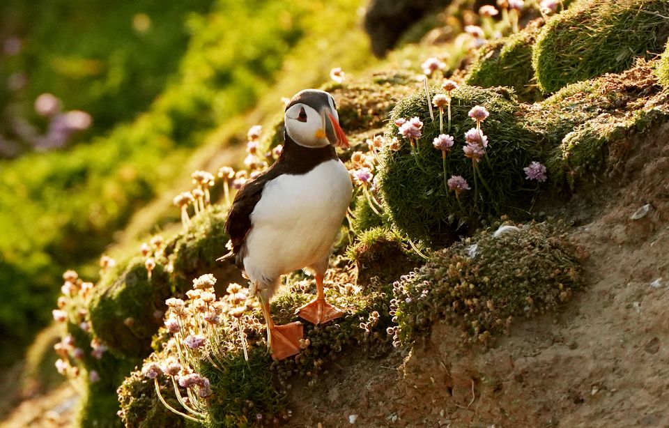 The puffins nest in burrows under the ground (Niall Carson/PA)