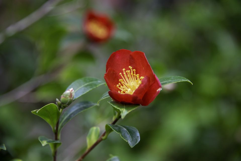 Camellia 'Yuletide' 