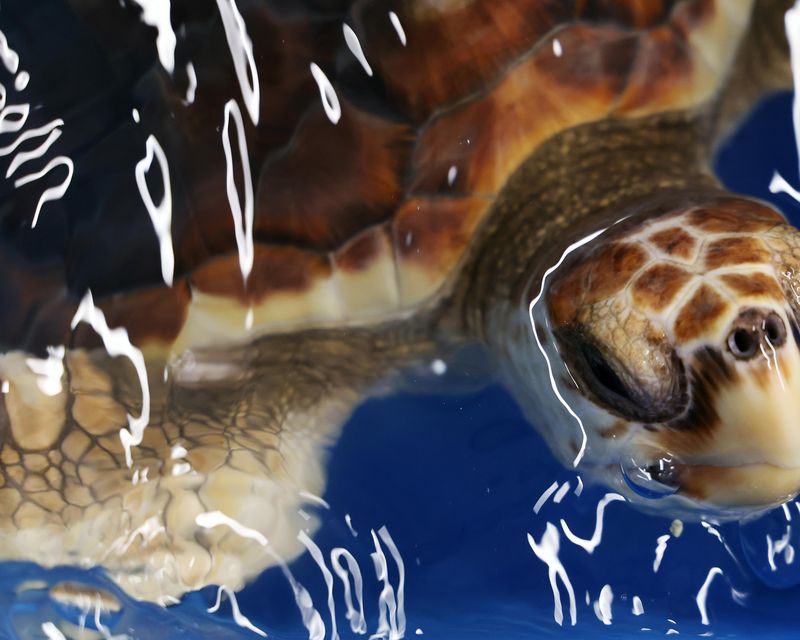 One of the six rare loggerhead turtles found by the crew of a Royal Navy warship after washing up on UK shores (Royal Navy/PA)