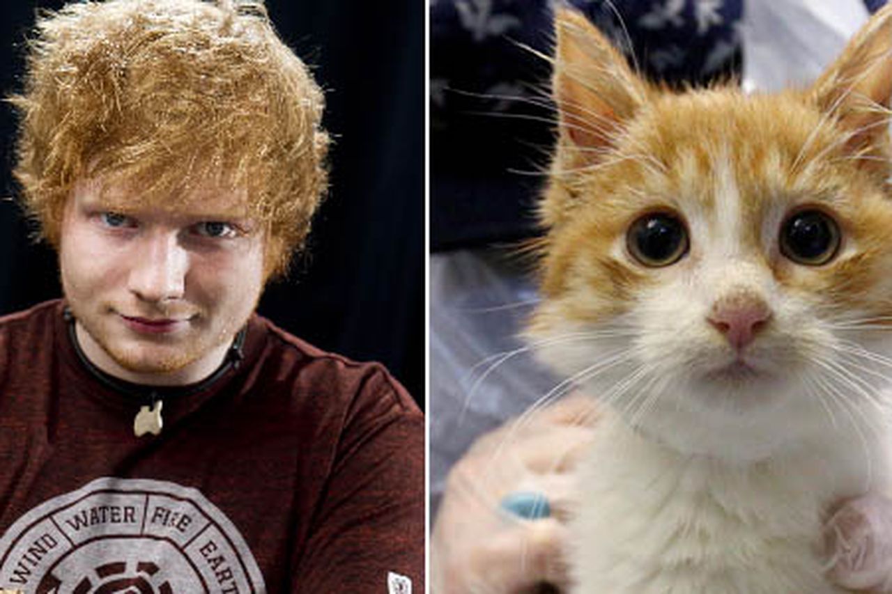 In need of a loving home. a cute kitten who looks like Ed Sheeran Richard Gere and Bruce Forsyth s doggelgangers BelfastTelegraph