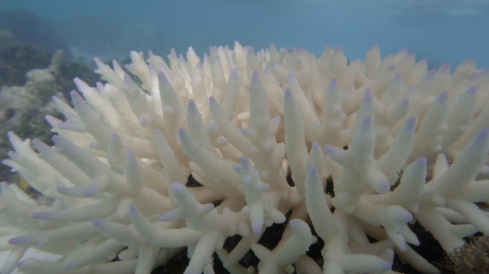 High sea temperatures have led to bleaching, which can kill corals (Ove Hoegh-Guldberg/PA)