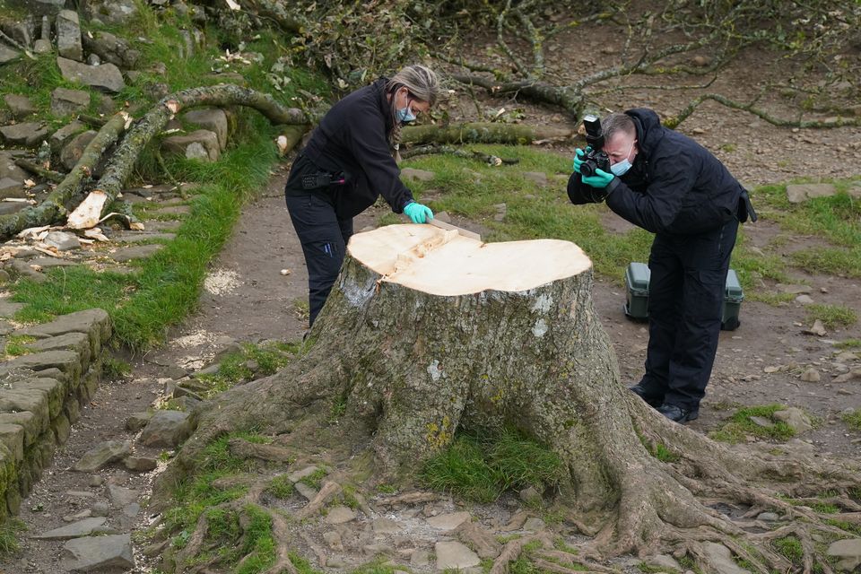 The felling of the Sycamore provoked a nationwide outpouring of emotion (Owen Humphreys/PA)