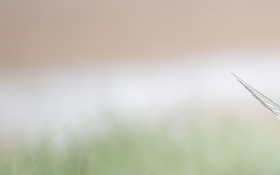 Arctic Tern at Long Nanny (Rachel Bigsby/National Trust/PA)