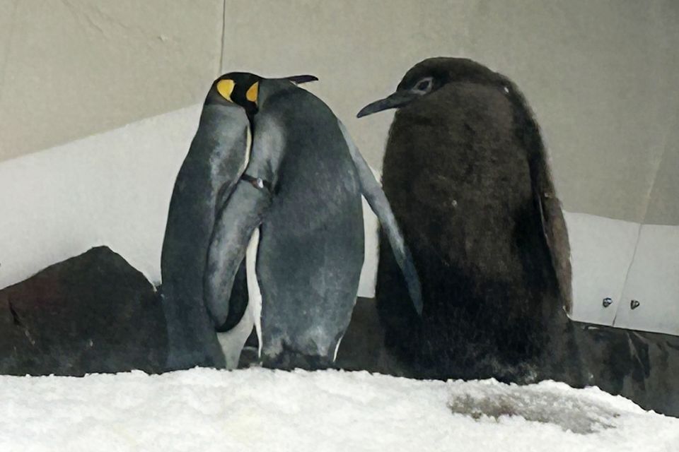 Pesto weighs as much as his parents combined (Rod McGuirk/AP)