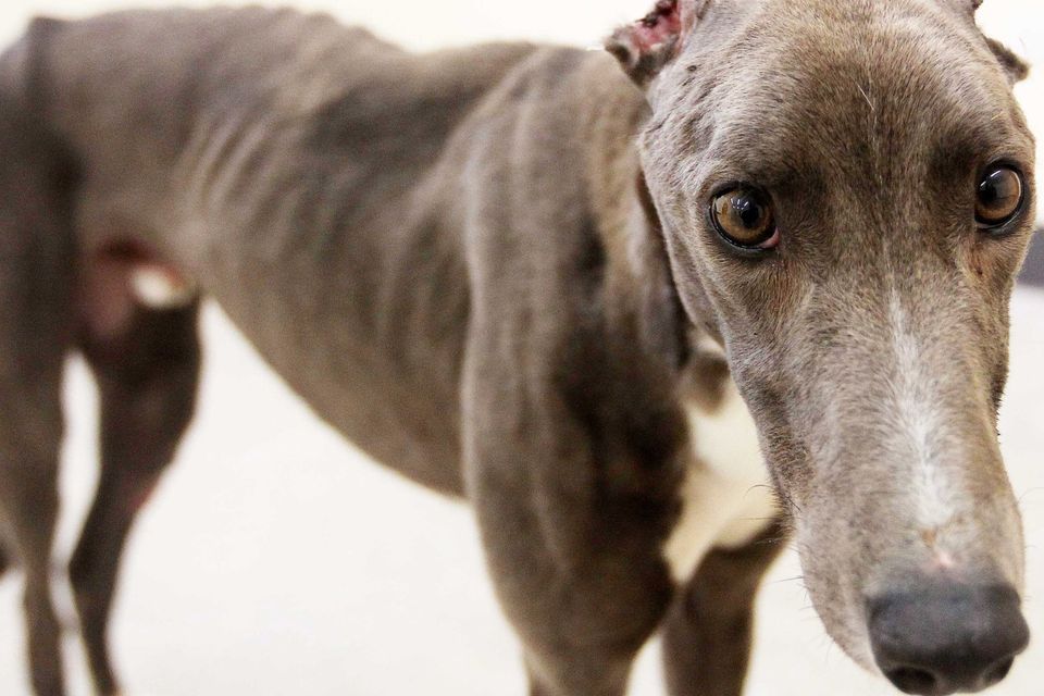 Just four life bans for animal cruelty in past three years in Northern  Ireland 