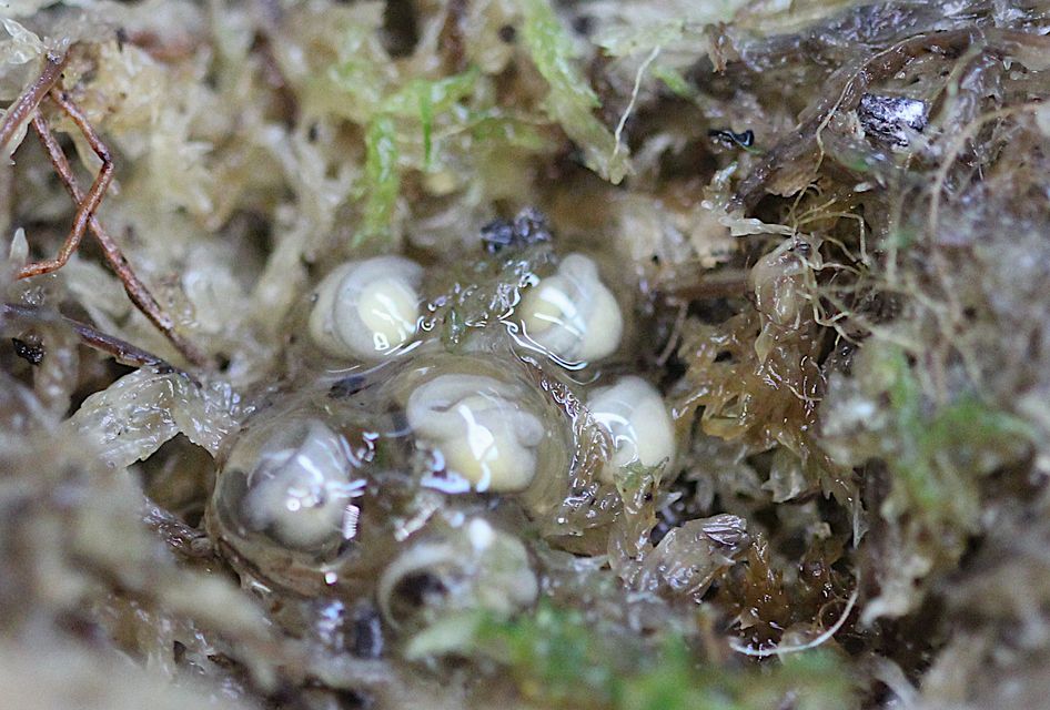 Darwin’s frog eggs at London Zoo (Benjamin Tapley/ZSL)