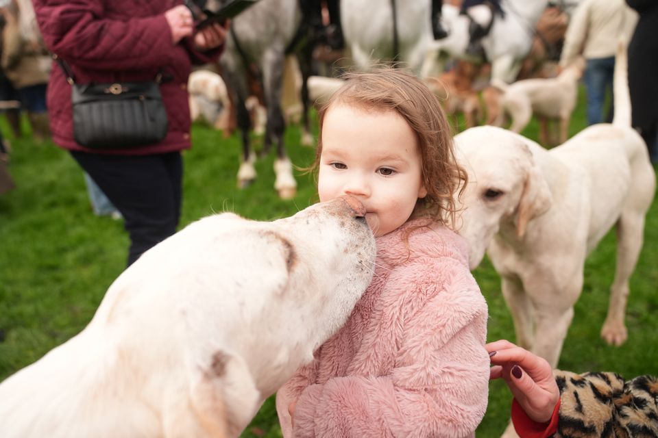 Two-year-old Summer pets the hounds at the annual Leicestershire hunt meet (Joe Giddens/PA)