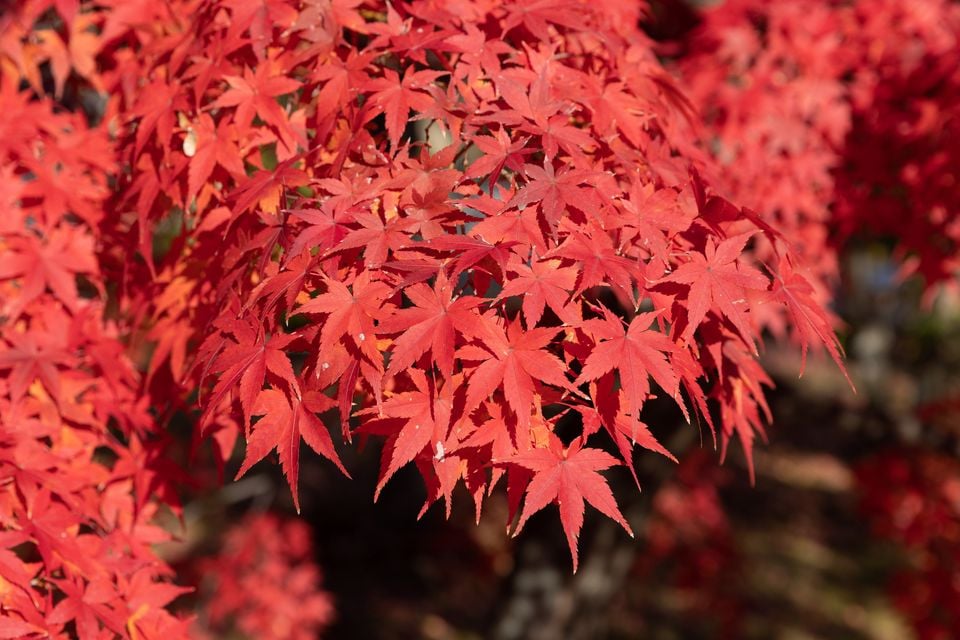 Japanese maple 