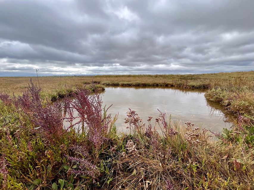 Conservationists have warned of the need to protect saltmarsh habitat (Emily Beament/PA)