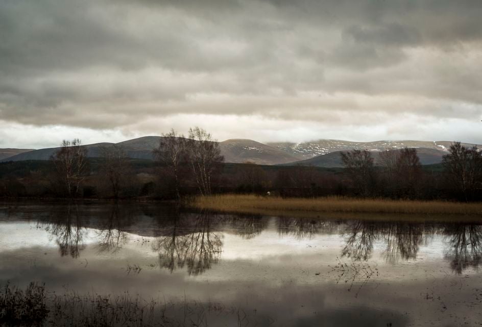 The pigs were released in the Cairngorms National Park (Danny Lawson/PA)