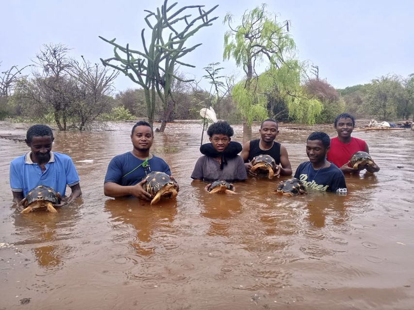 The Turtle Survival Alliance and volunteers grouped together to save the tortoises (Lavavolo Tortoise Centre via AP)