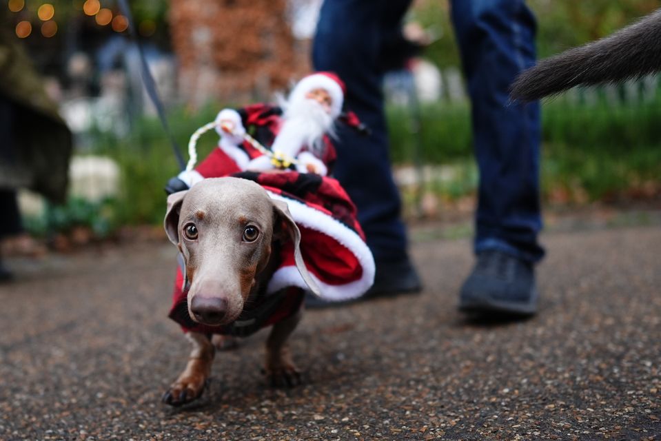 One sausage dog carried a mini Santa Claus on his back (Aaron Chown/PA)