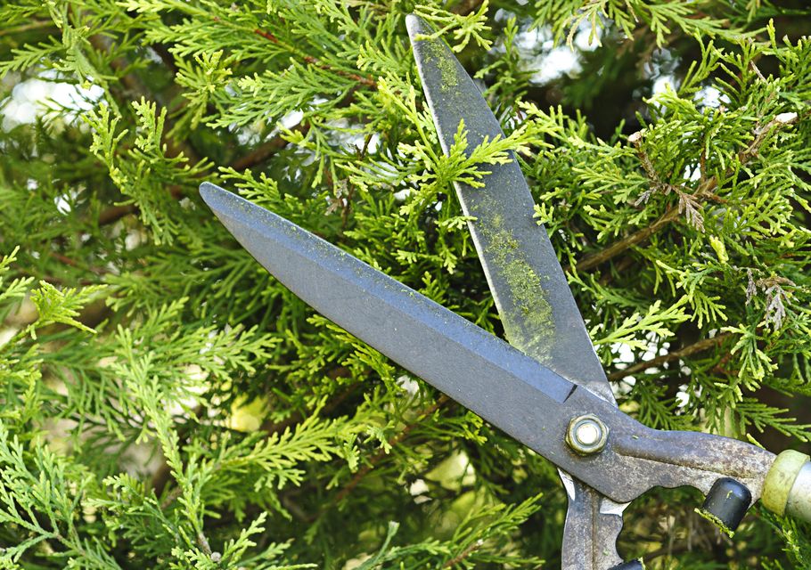 You can reduce the build-up by thinning out the trees through selective pruning