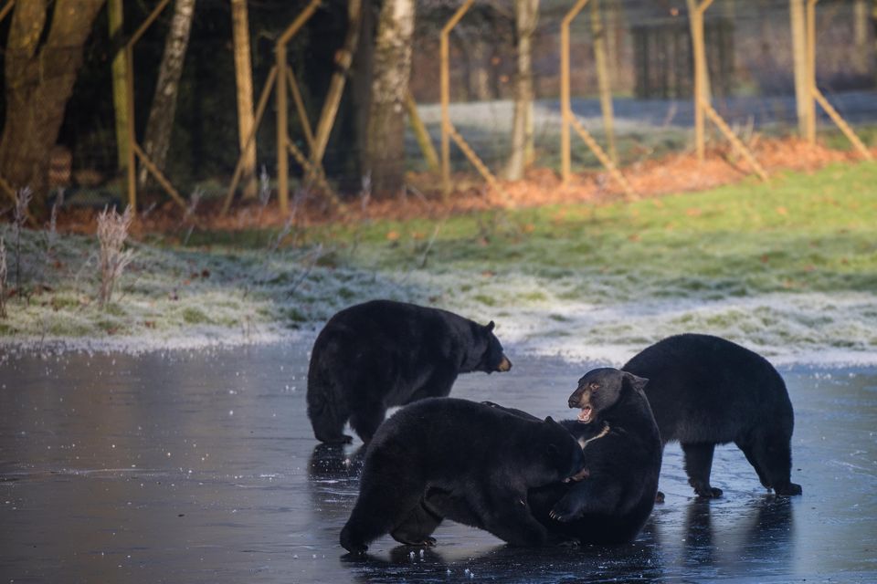 The lake at their enclosure froze over (Woburn Safari Park/PA)