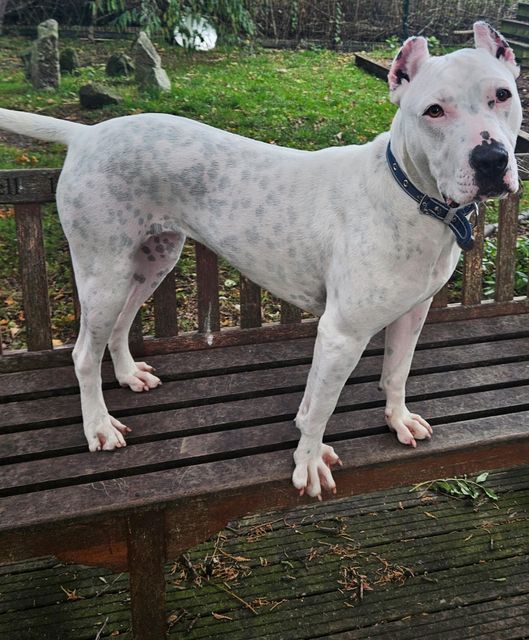 Polo has been described as a ‘kind soul’ who enjoys going on walks (RSPCA)