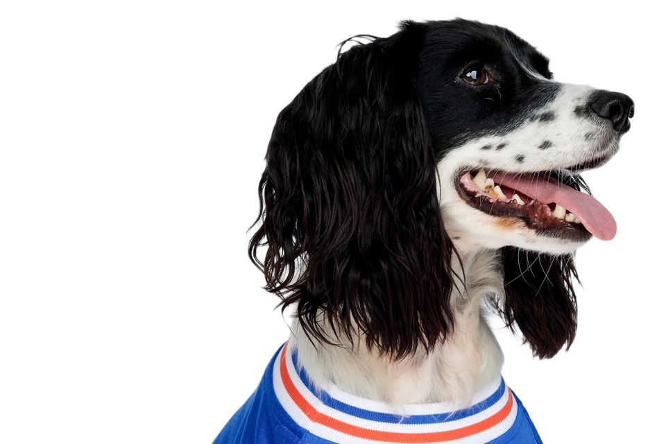 Co Down company to sell officially licensed Rangers shirt for dogs