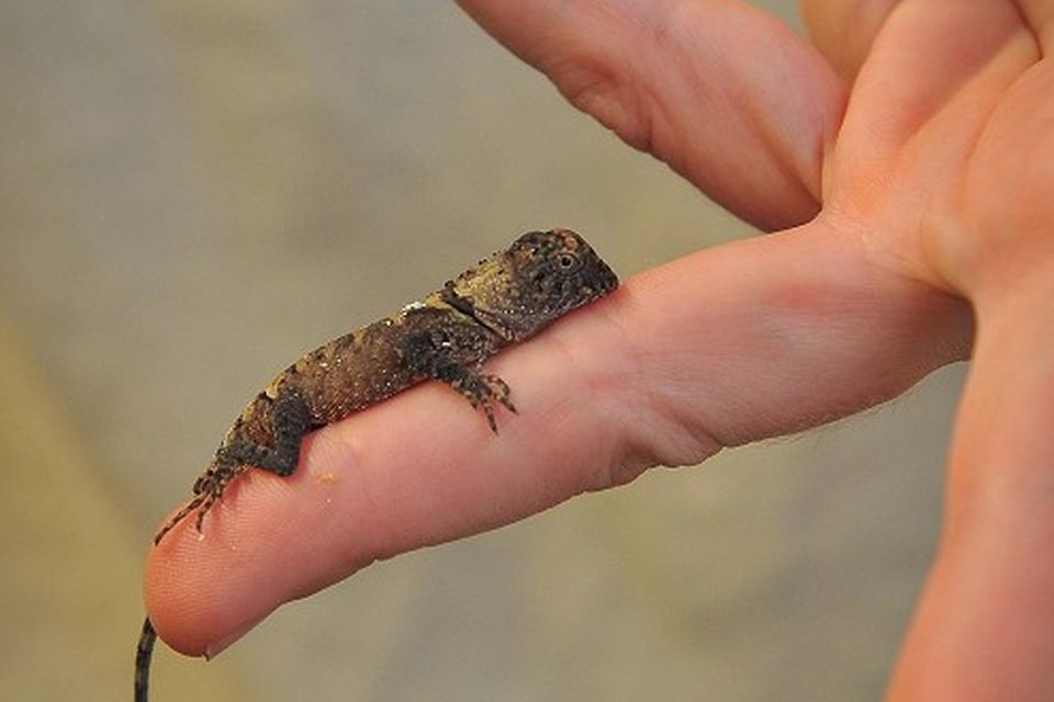 worlds smallest lizard