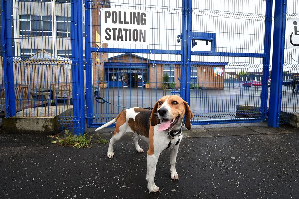 这一天，北爱尔兰的狗狗们会被带到投票站……并在外面等候时拍照留念（图片来源：Charles McQuillan/Getty Images）