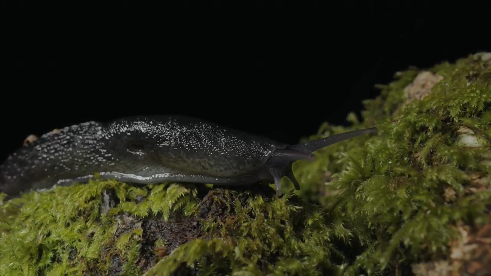 Ash black slugs can grow to 25cm long (WTML/PA)