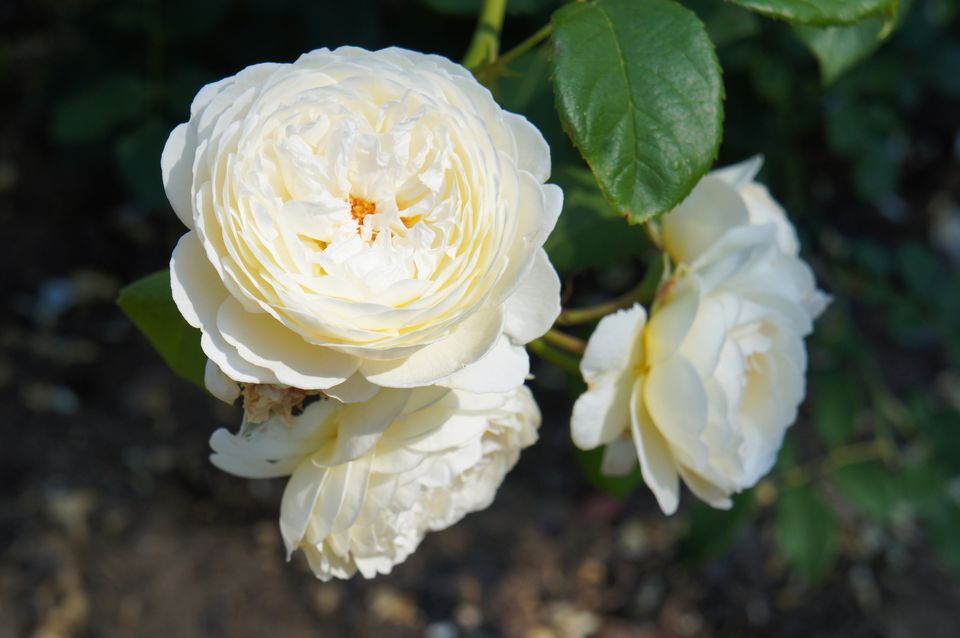 Claire Austin rose is a vigorous climber for a sunny wall. Photo: Getty